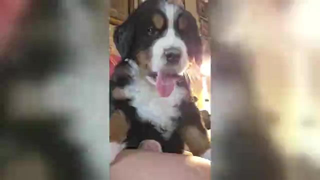Video preview image #1 Bernese Mountain Dog Puppy For Sale in HILLSBORO, OH, USA