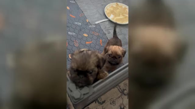 Video preview image #1 Brussels Griffon Puppy For Sale in LAKE VILLA, IL, USA