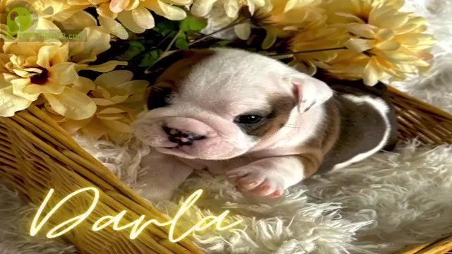 Video preview image #1  Breeder Profile in HENDERSON, NC, USA