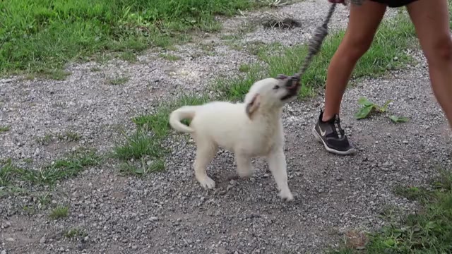 Video preview image #1 Golden Retriever Puppy For Sale in SYRACUSE, IN, USA