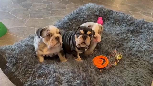 Video preview image #1 English Bulldog Puppy For Sale in BEVERLY HILLS, CA, USA