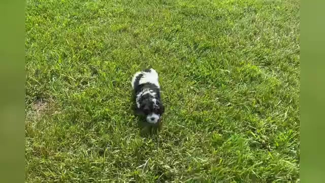 Video preview image #1 Cavapoo Puppy For Sale in WARSAW, IN, USA