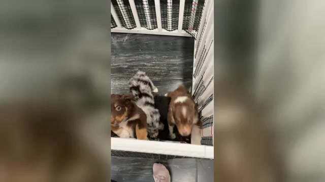 Video preview image #1  Breeder Profile in NEW BRAUNFELS, TX, USA