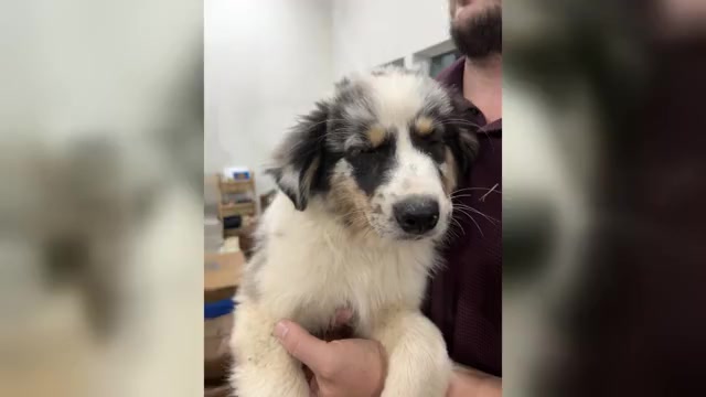 Video preview image #1 Australian Shepherd Puppy For Sale in TYLER, TX, USA