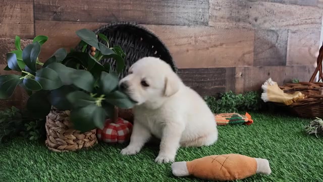 Video preview image #2 Labrador Retriever Puppy For Sale in SYRACUSE, IN, USA