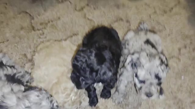 Video preview image #3 Poodle (Toy) Puppy For Sale in DYERSBURG, TN, USA