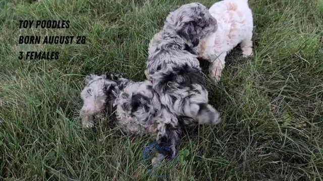 Video preview image #4 Poodle (Toy) Puppy For Sale in GOSHEN, IN, USA