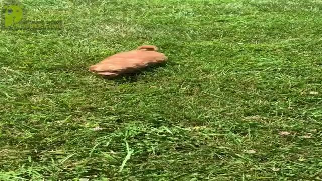 Video preview image #16 Maltipoo Puppy For Sale in WARSAW, IN, USA