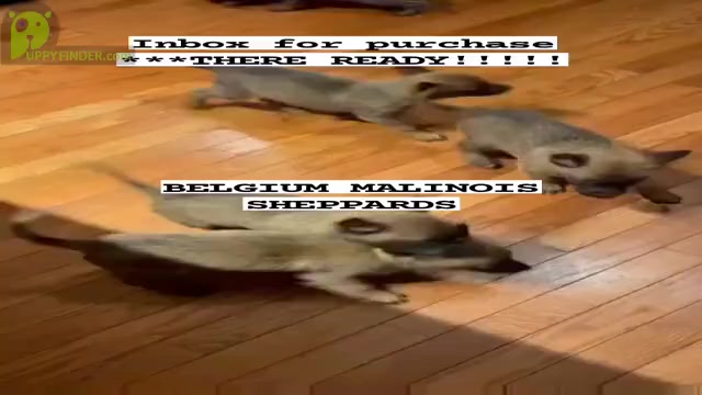 Video preview image #1 Belgian Malinois Puppy For Sale in ELLENWOOD, GA, USA