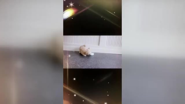Video preview image #16 Maltipoo Puppy For Sale in WARSAW, IN, USA