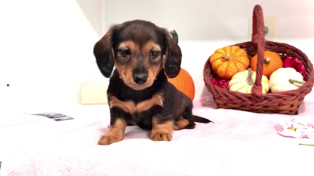 Video preview image #1 Dachshund Puppy For Sale in WAKARUSA, IN, USA