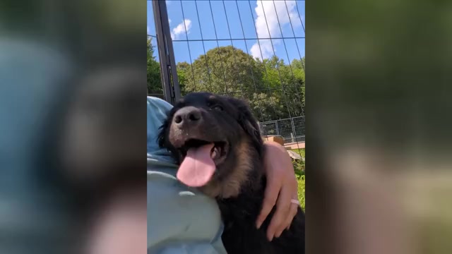 Video preview image #1 Australian Shepherd Puppy For Sale in GEORGETOWN, TN, USA