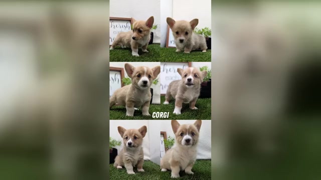 Video preview image #7  Breeder Profile in GOSHEN, IN, USA