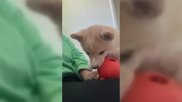 Video preview image #1 Shiba Inu Puppy For Sale in HARRISONBURG, VA, USA