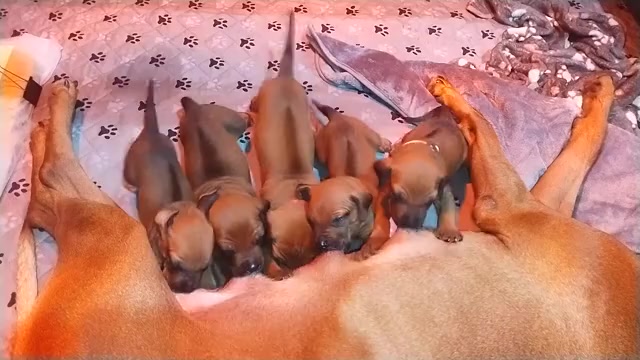 Video preview image #7 Rhodesian Ridgeback Puppy For Sale in ONEIDA, TN, USA