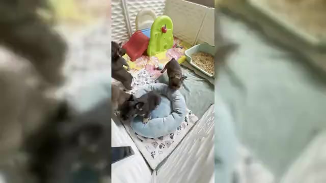Video preview image #1 French Bulldog Puppy For Sale in LAWRENCEVILLE, GA, USA