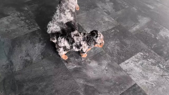 Video preview image #1 Poodle (Miniature) Puppy For Sale in GOSHEN, IN, USA