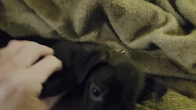 Video preview image #4 Muggin Puppy For Sale in HILLSDALE, MI, USA