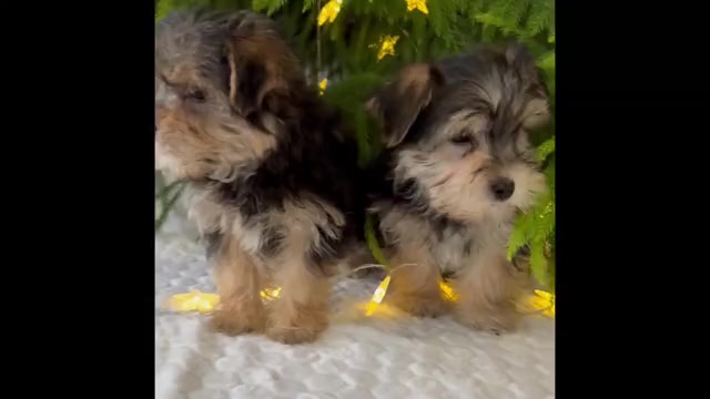 Video preview image #2 Morkie Puppy For Sale in ROCK STREAM, NY, USA