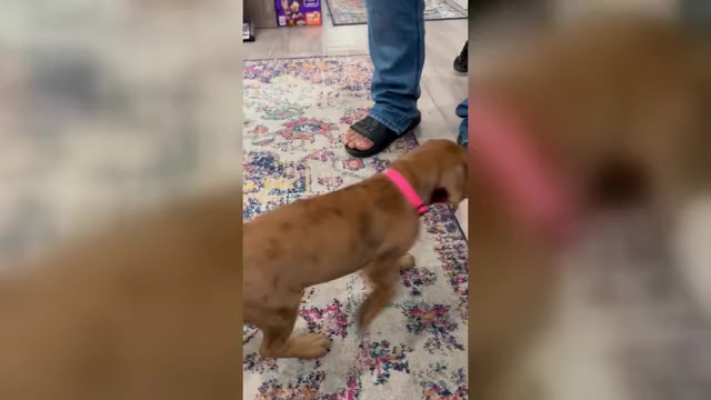 Video preview image #2 Belgian Malinois-Catahoula Leopard Dog Mix Puppy For Sale in WASHINGTON, DC, USA