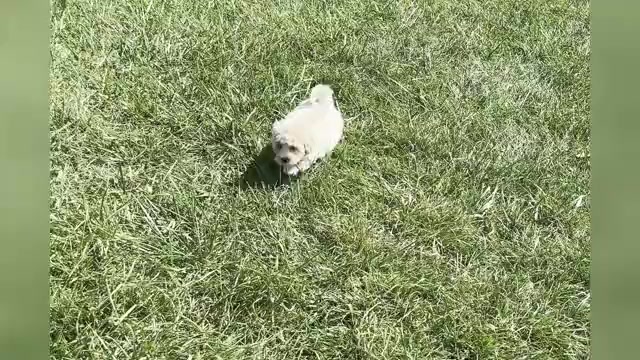 Video preview image #1 Maltipoo Puppy For Sale in WARSAW, IN, USA