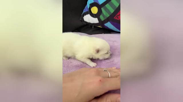 Video preview image #1 Pomeranian Puppy For Sale in HOLLYWOOD, FL, USA