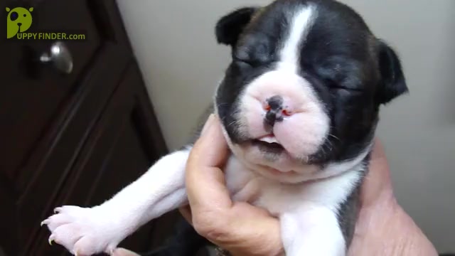 Video preview image #1 Boston Terrier Puppy For Sale in CRKD RVR RNCH, OR, USA
