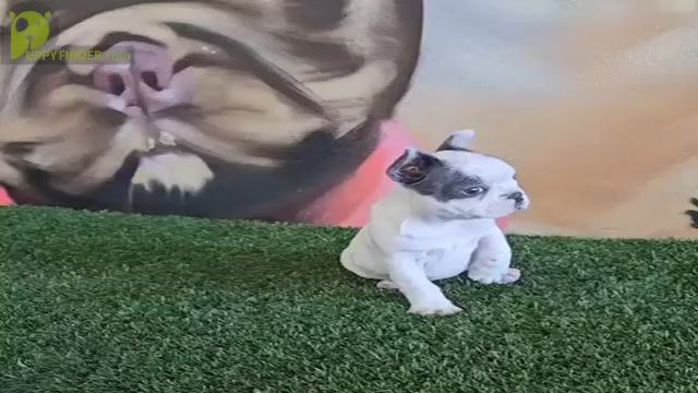 Video preview image #1 French Bulldog Puppy For Sale in PHOENIX, AZ, USA