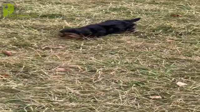 Video preview image #11 Yorkshire Terrier Puppy For Sale in WARSAW, IN, USA