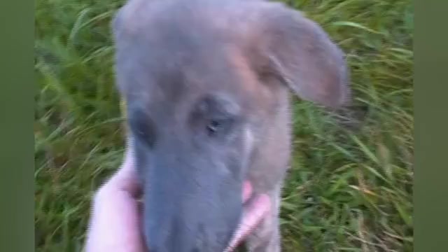 Video preview image #1 German Shepherd Dog Puppy For Sale in PIEDMONT, MO, USA