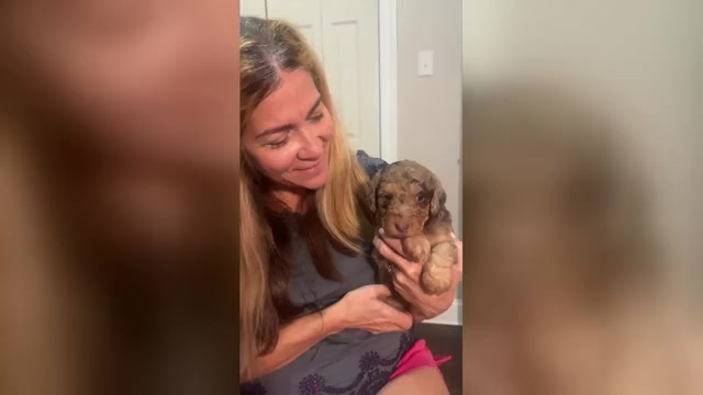 Video preview image #2 Labradoodle Puppy For Sale in PRAIRIEVILLE, LA, USA