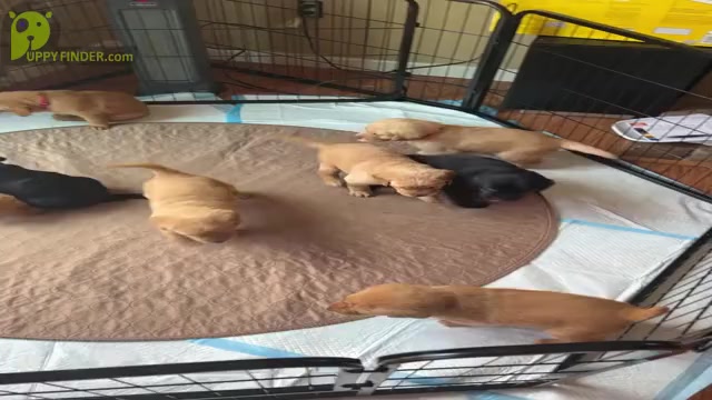 Video preview image #1 Golden Labrador Puppy For Sale in CITRUS HEIGHTS, CA, USA