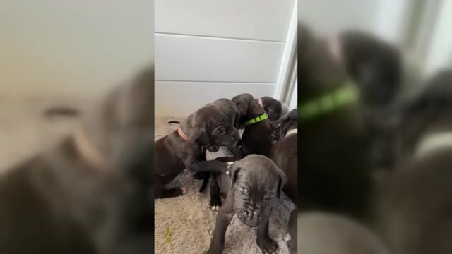 Video preview image #4 Great Dane Puppy For Sale in TEMECULA, CA, USA