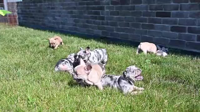 Video preview image #1 French Bulldog Puppy For Sale in MILLERSBURG, OH, USA