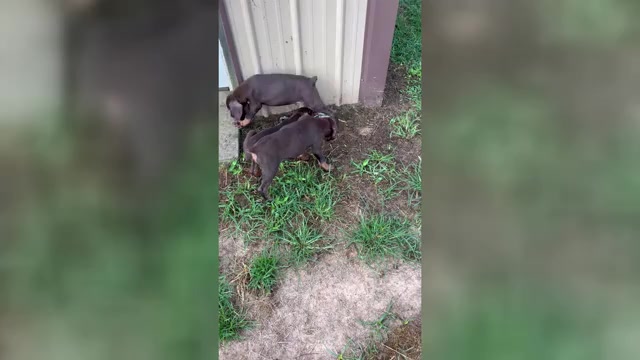 Video preview image #3 Doberman Pinscher Puppy For Sale in HARTSELLE, AL, USA