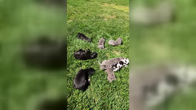 Video preview image #1  Breeder Profile in MOUNT STERLING, KY, USA