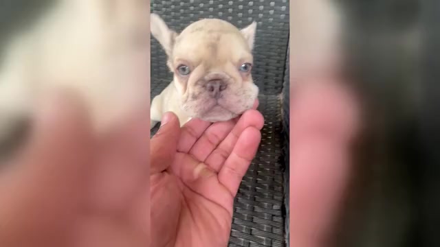 Video preview image #4 French Bulldog Puppy For Sale in PFLUGERVILLE, TX, USA