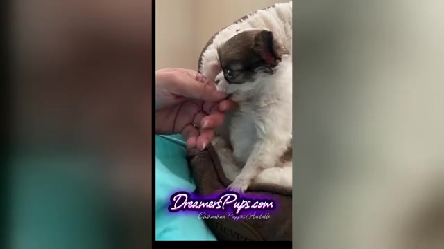 Video preview image #27  Breeder Profile in ADAMSVILLE, TN, USA
