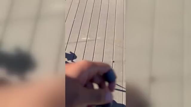 Video preview image #1  Breeder Profile in PORT HURON, MI, USA