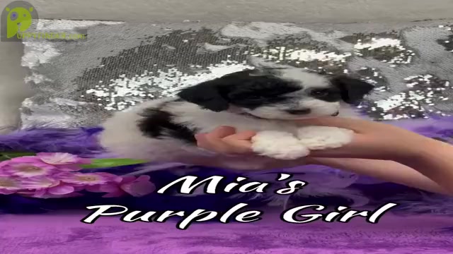 Video preview image #2 Cavapoo Puppy For Sale in BULLARD, TX, USA