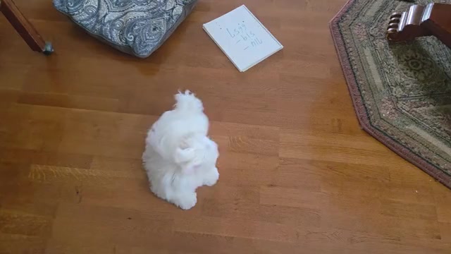 Video preview image #2 Maltese Puppy For Sale in SANTA CLARITA, CA, USA