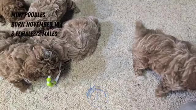 Video preview image #2 Poodle (Miniature) Puppy For Sale in GOSHEN, IN, USA