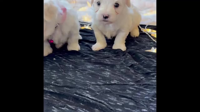 Video preview image #1 Maltese Puppy For Sale in ROCK STREAM, NY, USA