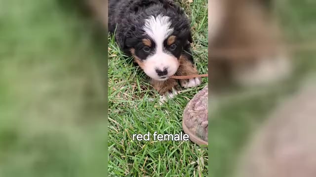 Video preview image #6 Bernese Mountain Dog Puppy For Sale in SALMON, ID, USA