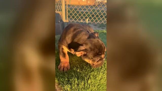 Video preview image #1 English Bulldog Puppy For Sale in WEST HOLLYWOOD, CA, USA