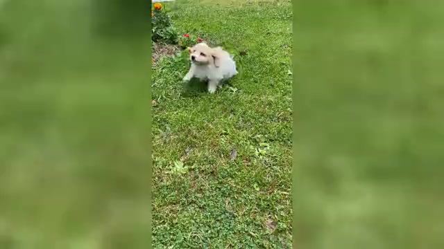 Video preview image #1 Cavachon Puppy For Sale in MOUNT PLEASANT, MI, USA