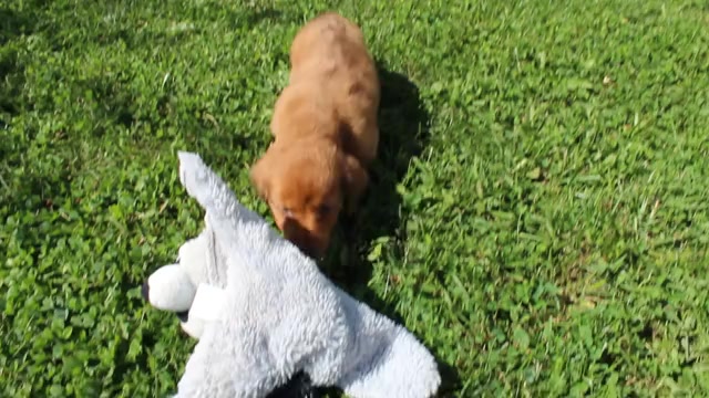 Video preview image #1 Dachshund Puppy For Sale in SHILOH, OH, USA