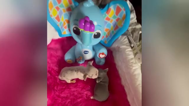 Video preview image #1 Chihuahua Puppy For Sale in TRACY, CA, USA