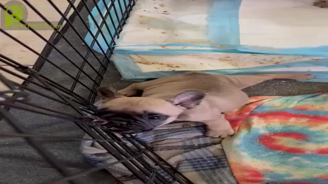 Video preview image #2 French Bulldog Puppy For Sale in SAN DIEGO, CA, USA
