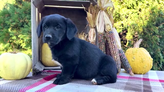 Video preview image #3 Golden Retriever-Pembroke Welsh Corgi Mix Puppy For Sale in WAKARUSA, IN, USA